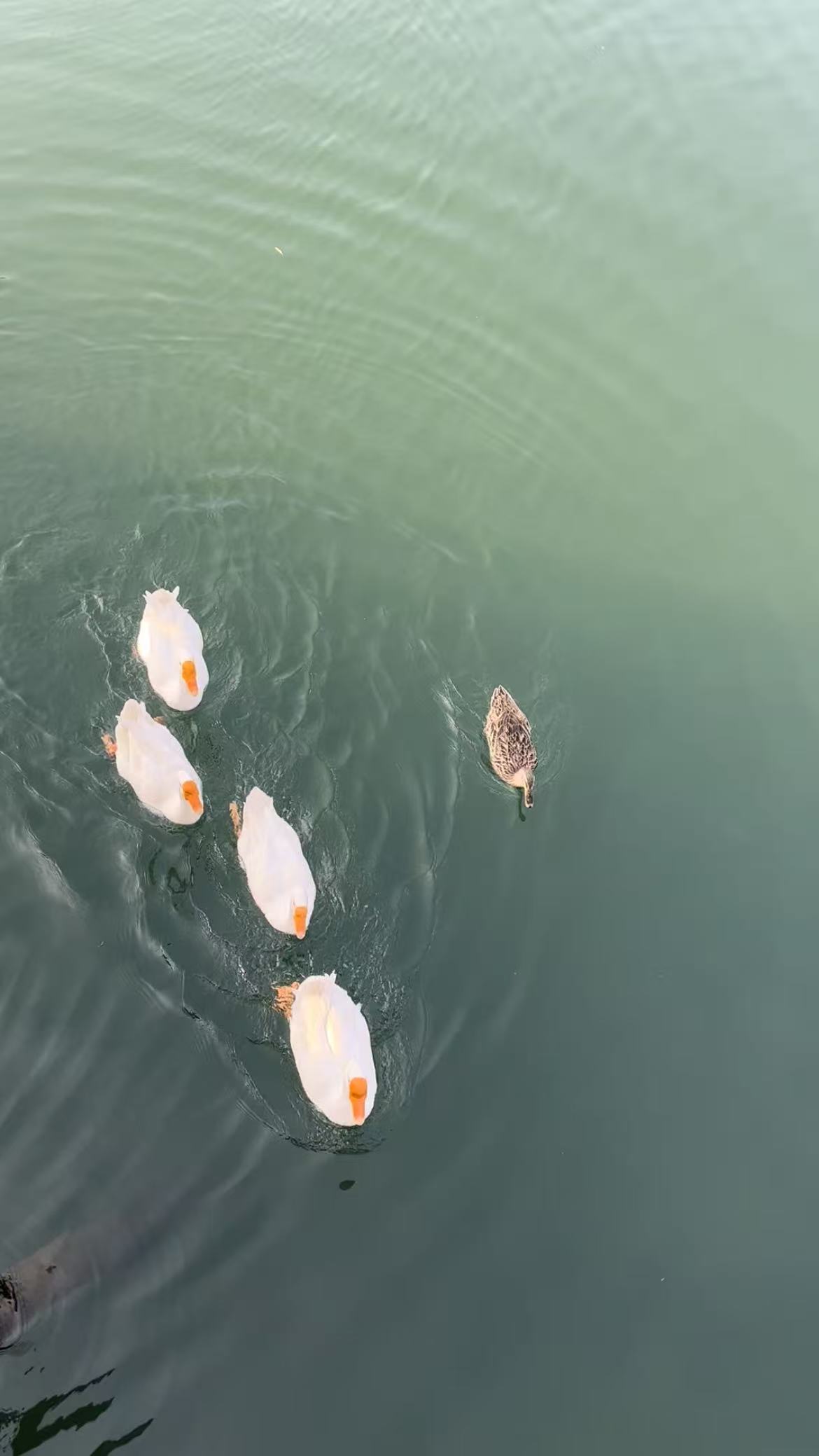 1763892808459837.jpg 7. 微信图片_20251123134747_289_276+'.jpg